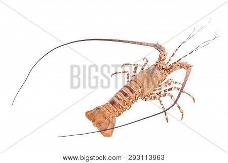 Lobste Isolated On White Background With Clipping Path , Dry-specimen Animal Marine.