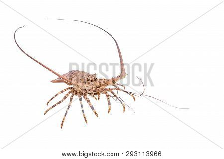 Lobste Isolated On White Background With Clipping Path , Dry-specimen Animal Marine.