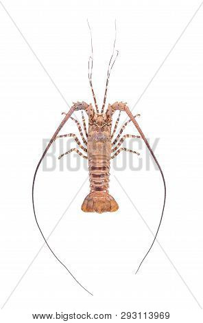 Lobste Isolated On White Background With Clipping Path , Dry-specimen Animal Marine.