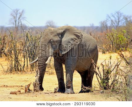 Vibrant Image Of An African Bull Elephant Standing In The African Bush, With A Plae Blue Clear Sky A