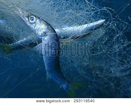 Ghost Nets Are Commercial Fishing Nets That Have Been Lost, Abandoned, Or Discarded At Sea. Every Ye