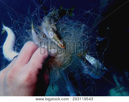 Ghost Nets Are Commercial Fishing Nets That Have Been Lost, Abandoned, Or Discarded At Sea. Every Ye