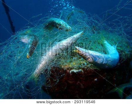 Ghost Nets Are Commercial Fishing Nets That Have Been Lost, Abandoned, Or Discarded At Sea. Every Ye