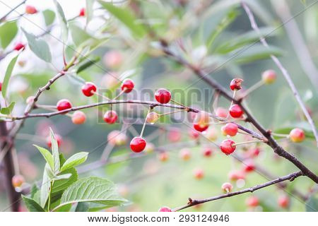 Ripening Cherries On The Branch Of Cherry Tree In Summer Garden