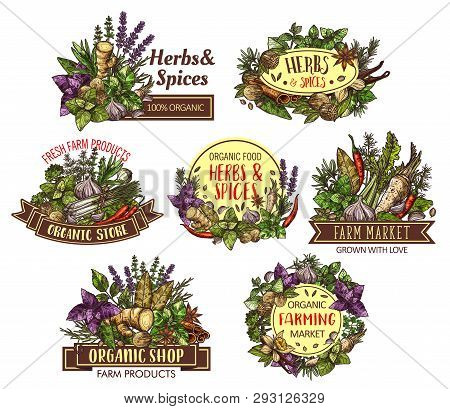 Spices And Herbs, Cooking Food Ingredients Vector Sketches With Seasonings And Condiments. Basil, Pa
