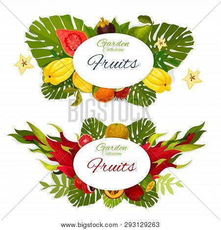 Exotic Tropical Fruits Vector Design With Orange, Grapefruit And Lychee, Feijoa, Passion And Dragon 
