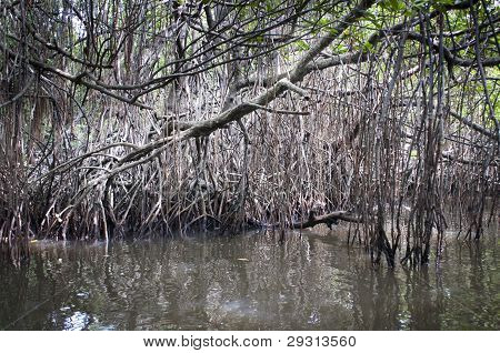 Mangrove-Wirrwarr