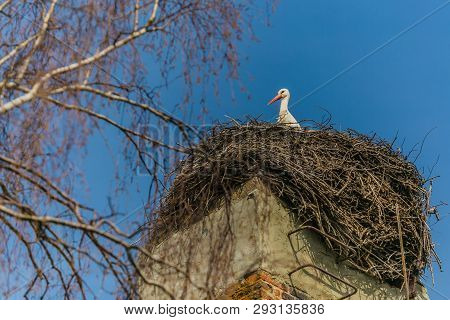A White Stork With Red Beak Sitting On Nest Made Of Little Brown Twigs Placed On Top Of Chimney With