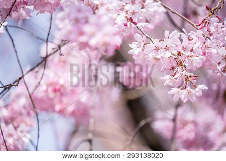 Beautiful Cherry Blossoms Sakura Tree Bloom In Spring In The Castle Park, Copy Space, Close Up, Macr