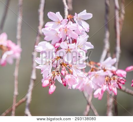Beautiful Cherry Blossoms Sakura Tree Bloom In Spring In The Castle Park, Copy Space, Close Up, Macr