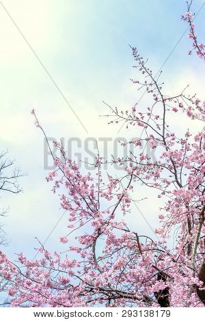 Beautiful Cherry Blossoms Sakura Tree Bloom In Spring In The Castle Park, Copy Space, Close Up, Macr