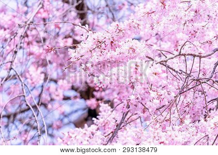 Beautiful Cherry Blossoms Sakura Tree Bloom In Spring In The Castle Park, Copy Space, Close Up, Macr