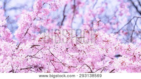 Beautiful Cherry Blossoms Sakura Tree Bloom In Spring In The Castle Park, Copy Space, Close Up, Macr
