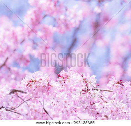 Beautiful Cherry Blossoms Sakura Tree Bloom In Spring In The Castle Park, Copy Space, Close Up, Macr