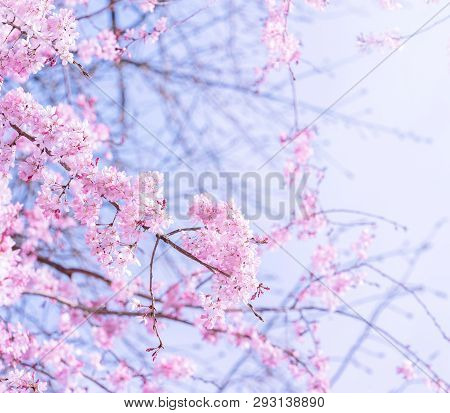 Beautiful Cherry Blossoms Sakura Tree Bloom In Spring In The Castle Park, Copy Space, Close Up, Macr