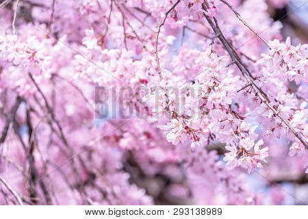 Beautiful Cherry Blossoms Sakura Tree Bloom In Spring In The Castle Park, Copy Space, Close Up, Macr