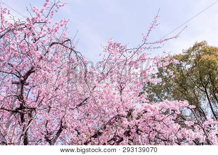 Beautiful Cherry Blossoms Sakura Tree Bloom In Spring In The Castle Park, Copy Space, Close Up, Macr