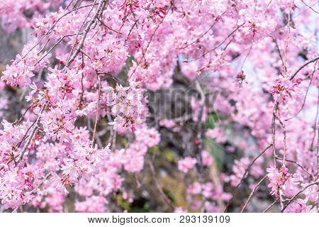 Beautiful Cherry Blossoms Sakura Tree Bloom In Spring In The Castle Park, Copy Space, Close Up, Macr
