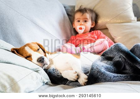 Beagle Dog Sleeps On Couch In Foreground. Baby Girl In Red Shirt Sitting In Background With Soother 