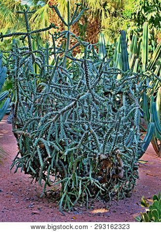 A Cactus Is A Member Of The Plant Family Cactaceae,a Family Comprising About 127 Genera With Some 17
