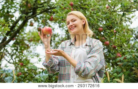 Happy Woman Eating Apple. Orchard, Gardener Girl In Apple Garden. Vitamin And Dieting Food. Healthy 