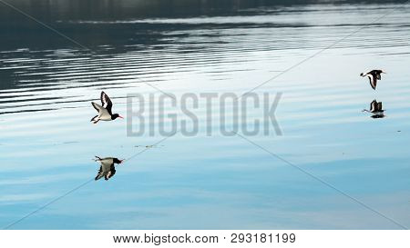Flying Sandpipers ( Charadrii) Reflected In The Water In The Gaulosen Nature Reserve, Norway