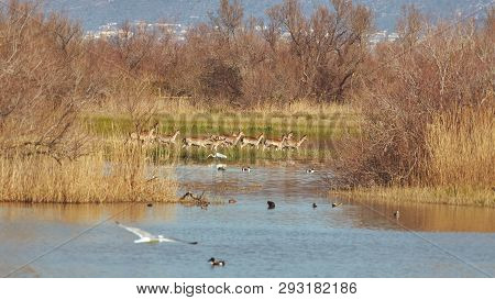 Group Of Fallow Deer In A National Park On The Lake At Springtime
