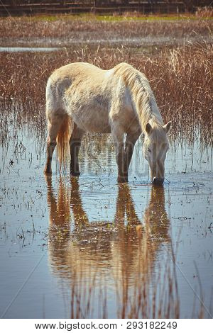 White Horse In Wetland In National Park In Spain (aiguamolls De L Emporda)