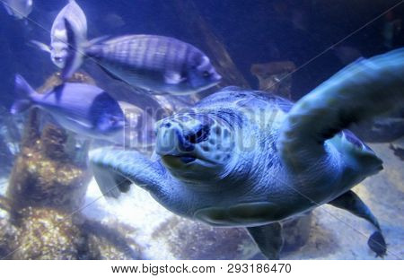 This Is A Old A Seeturtle Between Fishes