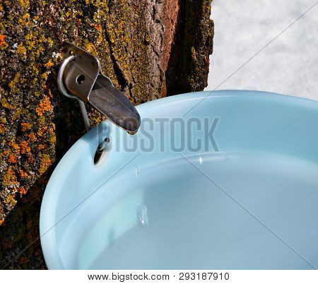 Close-up Of Metal Sap Spile In Maple Tree With Sap Dripping Heavily Into A Blue Plastic Pail While M