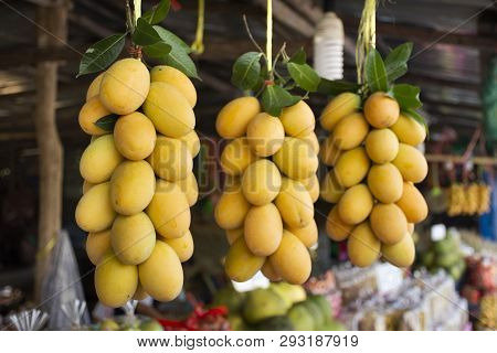 Marian Plum Or Gandaria Or Plum Mango On Stall For Sell At Local Shop In Thailand