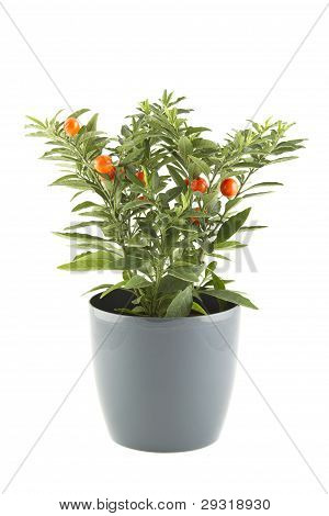 Solanum pseudocapsicum
