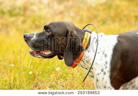 Portrait Of The Dog English Pointer With Gps Tracker