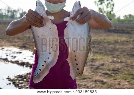 A Couple Of Clown Or Spotted Knifefish Just Captured In North East Of Thailand, Asia.