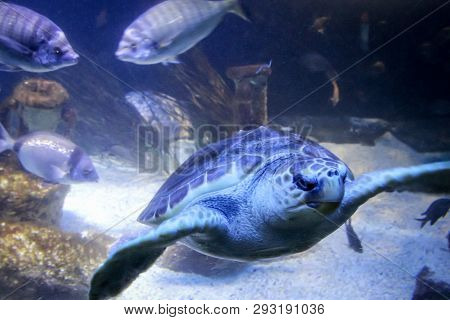 This Is A Nice Old Seeturtle In The Mar