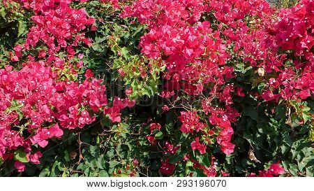 Bougainvillea Glabra Magnifica Blooming In August With Bright Magenta Flowers And Dark Green Leaves.