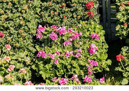 Flowering Geraniums In A Spring Flower Market