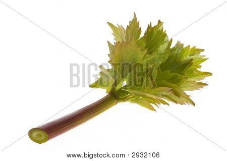 frische Liebstöckel