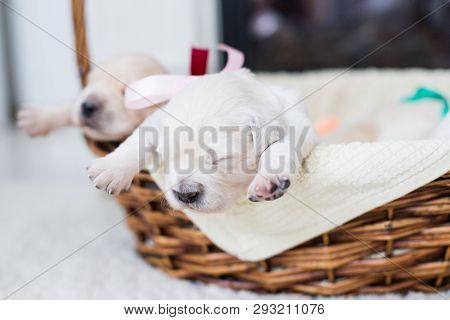 Portrait Of Sweet Two Weeks Old Golden Retriever Puppy In The Basket. Golden Retriever Baby Girl Wit