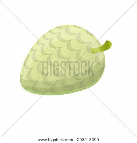 Sugar Soursop Icon. Cartoon Of Sugar Soursop Vector Icon For Web Design Isolated On White Background