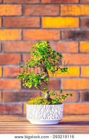 Bonsai (carpinus Tree) In The White Pot Is Placed On Brown Brick Background. Small Zen Tree With Gre