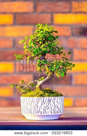 Bonsai (carpinus Tree) In The White Pot Is Placed On Brown Brick Background. Small Zen Tree With Gre