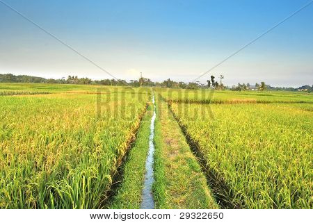campo de arroz verde e céu azul na Indonésia
