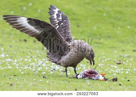 Great Skua Standing On A Green Grass Eating A Puffin It Killed