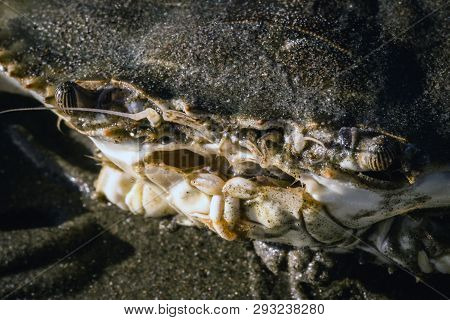Blue Crab Photographed On The Beach, Crustacean Photo In High Resolution.