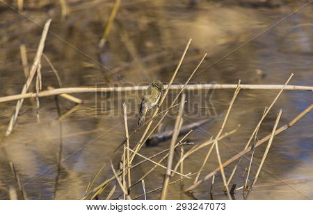 A Beautiful Common Chiffchaff (phylloscopus Collybita) Perched On Canes