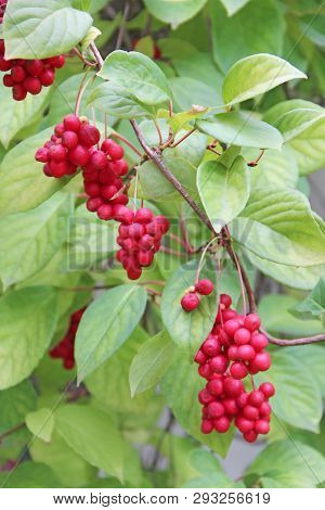 Ripe Fruits Of Red Schizandra With Green Leaves
