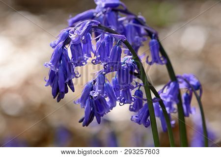 Close Up Of Bluebells (hyacinthoides Non Scripta) In Bloom