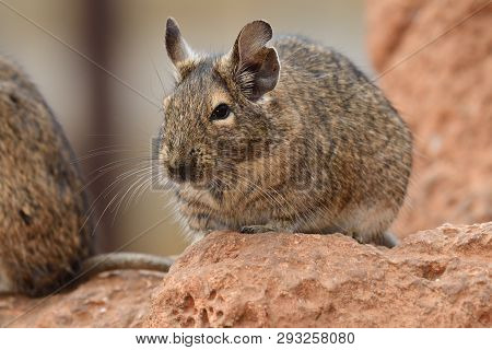 Close Up Portrait Of A Common Degu (octodon Degus)