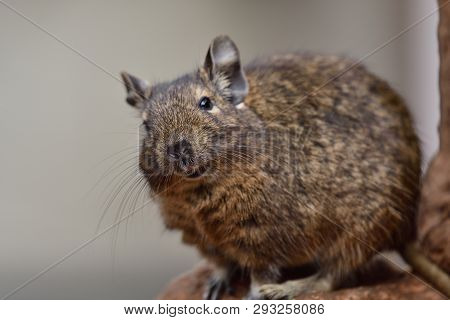 Close Up Portrait Of A Common Degu (octodon Degus)